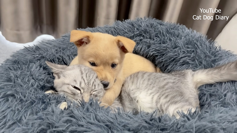 子猫を抱きしめる子犬