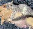 子犬を寝かしつける子猫