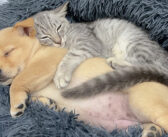 置き去りにされてしまった子犬を慰めにきた子猫。愛情いっぱいに寝かしつける様子に心がポカポカ温まる (*´ｪ｀*)