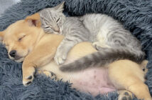 子犬を寝かしつける子猫