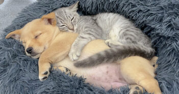 子犬を寝かしつける子猫