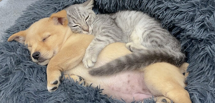 子犬を寝かしつける子猫