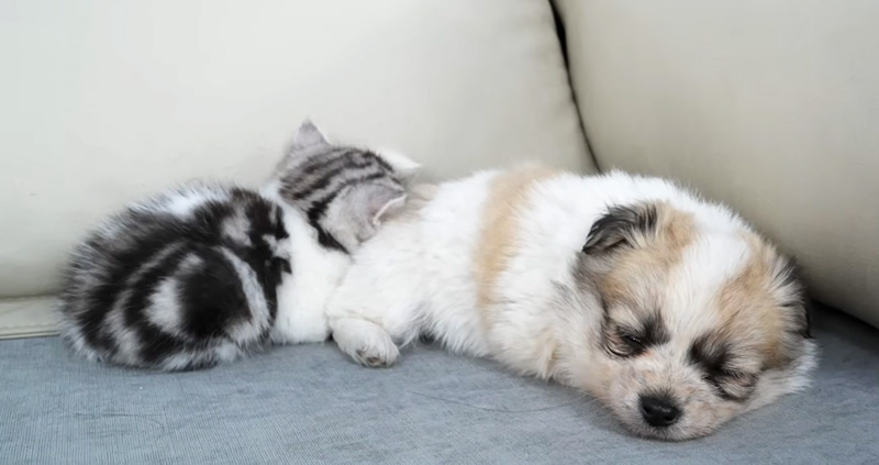 子犬と一緒に眠る子猫