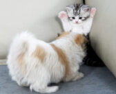 恐怖から愛へ… 初対面でグイグイ来る子犬を警戒する子猫。でも徐々に興味が湧いてきたようで、可愛すぎることに♡