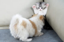 子犬に追い詰められる子猫