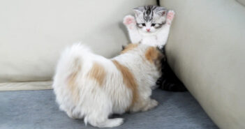 子犬に追い詰められる子猫