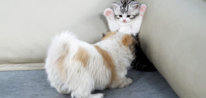 子犬に追い詰められる子猫