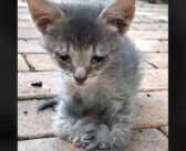 曲がった前足で懸命に向かってきた子猫。保護の2週間後に見せてくれた幸せそうな笑顔に胸が熱くなる