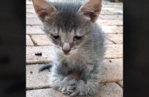 足が曲がった子猫