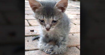 足が曲がった子猫