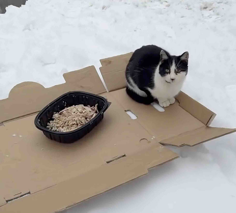雪の中で暮らしていた猫