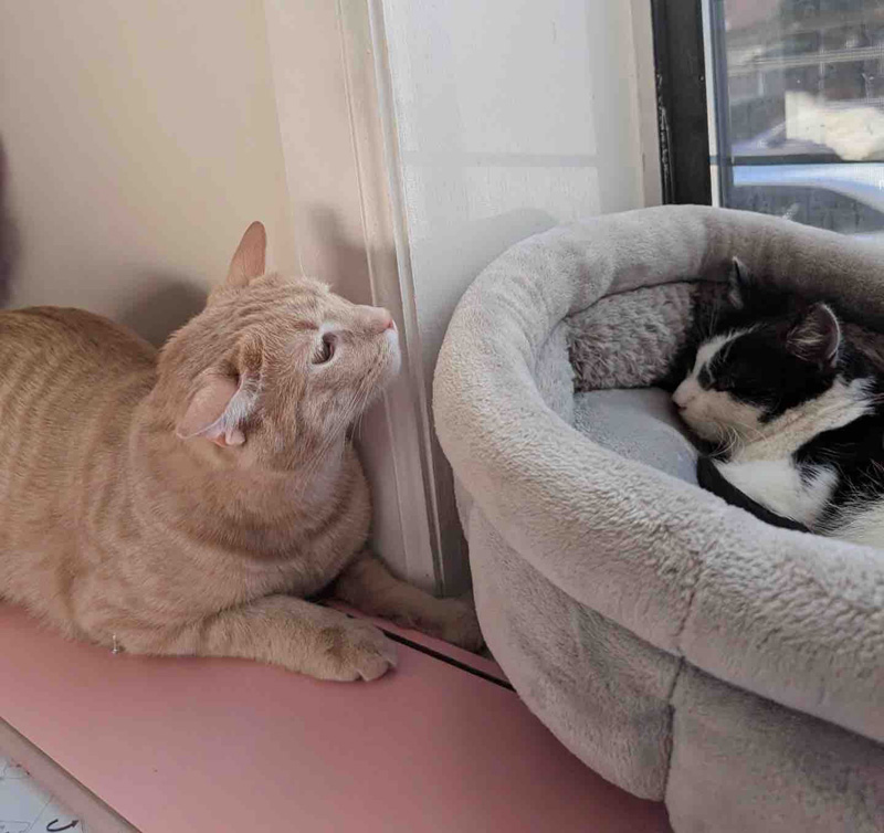 先住猫と出会った保護猫