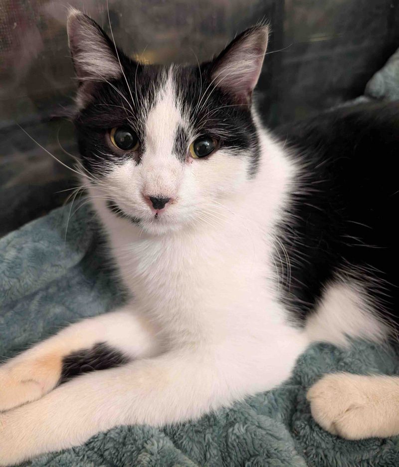 幸せになった猫