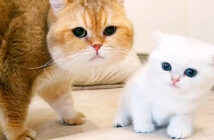 お父さんと子猫