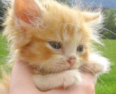 森の中でお腹を空かせ、助けを求めて必死に鳴いていた子猫。保護から2年後の幸せ溢れる姿に心が温まる (*´ェ`*)