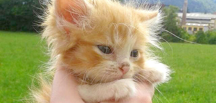 森の中でお腹を空かせ、助けを求めて必死に鳴いていた子猫。保護から2年後の幸せ溢れる姿に心が温まる (*´ェ`*)