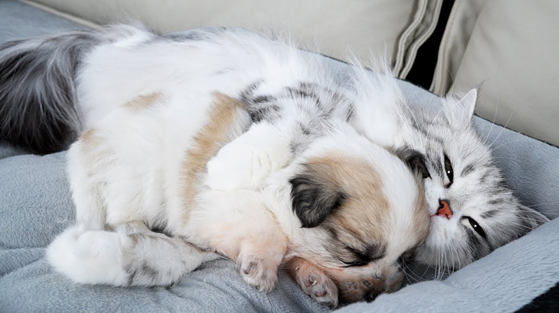 子犬を抱きしめて寝かせる猫