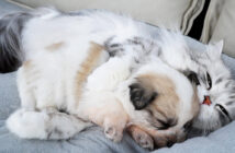 子犬を抱きしめて寝かせる猫