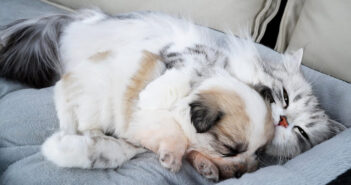 子犬を抱きしめて寝かせる猫