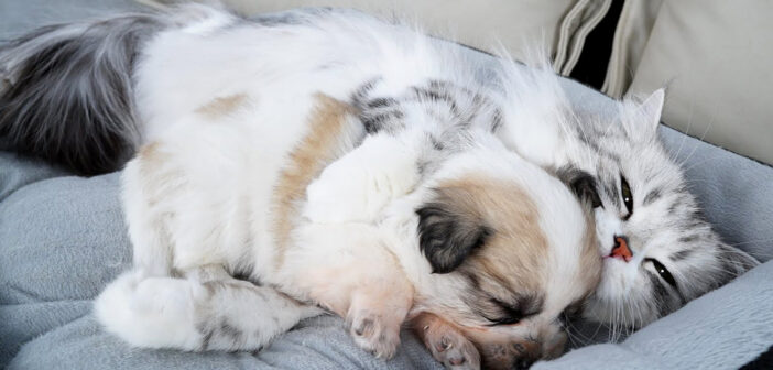 子犬を抱きしめて寝かせる猫