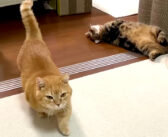 「寝るよっ！」と言うとベッドに移動してくる猫さん。飼い主さんの腕の中に吸い込まれて眠り始める様子に癒される♡