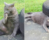 引っ越し先の家の庭に、いつも同じ猫がいることに気づいた女性。内気な猫と数年かけて仲良くなって、ついに本当の家族に