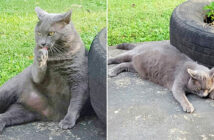 引っ越し先で出会った猫