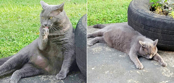 引っ越し先の家の庭に、いつも同じ猫がいることに気づいた女性。内気な猫と数年かけて仲良くなって、ついに本当の家族に