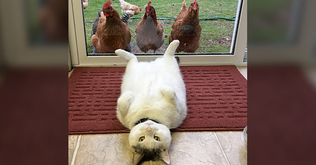 一緒に暮らすニワトリ達に、様々なポーズを見せるのが日課の猫