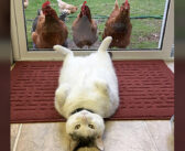 一緒に暮らすニワトリ達に、様々なポーズを見せるのが日課の猫。どうやらニワトリ達も興味津々のようで ( *´艸｀)