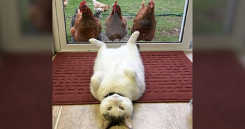 一緒に暮らすニワトリ達に、様々なポーズを見せるのが日課の猫。どうやらニワトリ達も興味津々のようで ( *´艸`) 鶏と猫