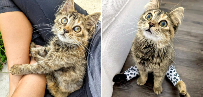 足に障がいを抱えた猫