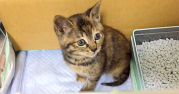 母親を呼び、何時間も鳴き続けていた迷子の子猫。優しい家族に保護されると安心したようで、幸せいっぱいの変化が 保護子猫