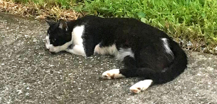 仲良くなった野良猫が、ある日突然姿を消した。保健所のページでそっくりな猫の写真を見つけて、間一髪で助け出す