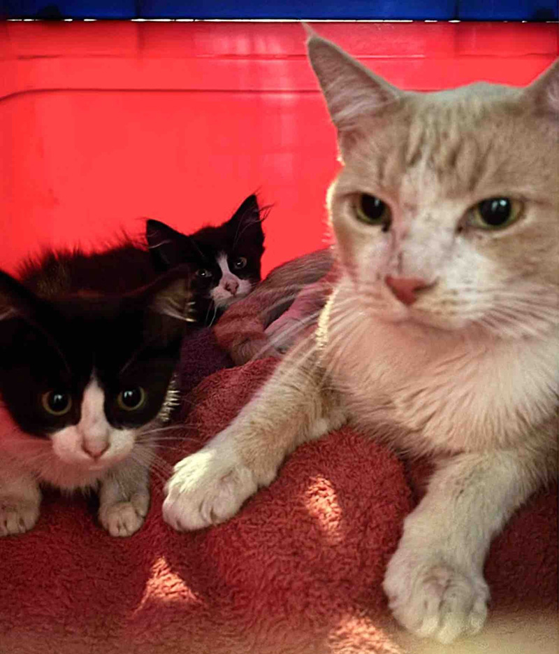 保護された猫と子猫達