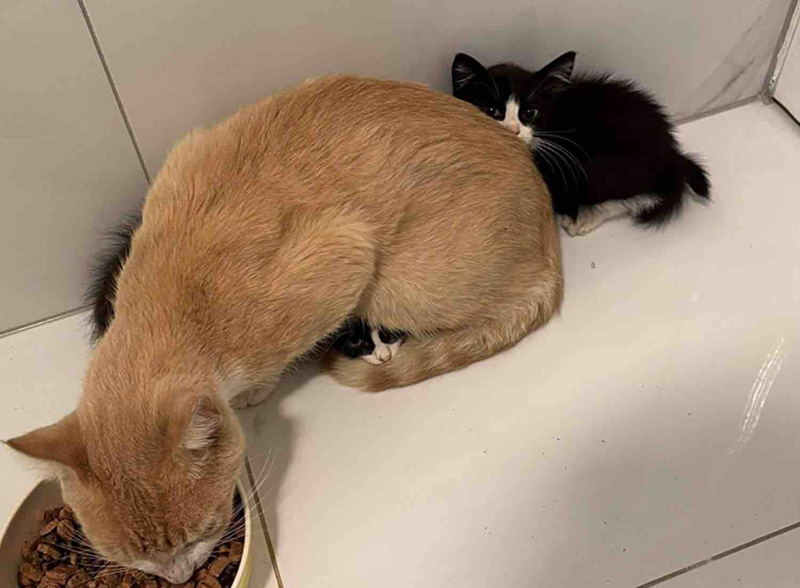 仲良しな猫と子猫達