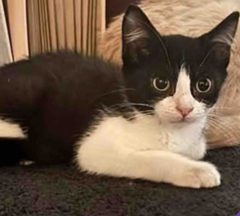 保護された子猫