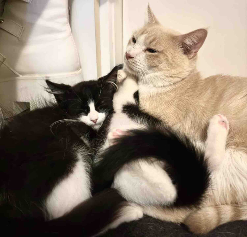 子猫達を守る猫