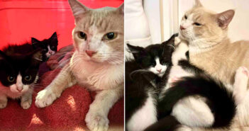 保護された猫と子猫達