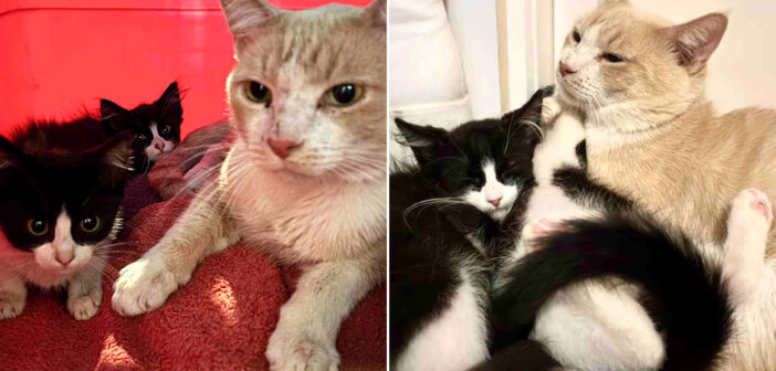 保護された猫と子猫達