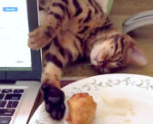 猫さんバレバレですよ♪ 寝たフリしながらチキンを狙う猫さんの手口がとっても巧妙でした ( *´艸｀)