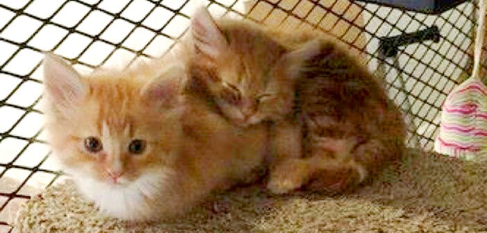 保護猫のために建物内に『猫の部屋』を作った役所。職員達は猫達に癒され、猫達は生涯の家族に出会うチャンスが広がる！