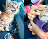 心優しい警察官に助けてもらった子猫。すぐに警察官の心を奪って、肩の上を自分の物だと主張する！