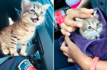 警察官に保護された子猫