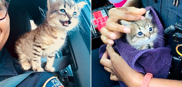 警察官に保護された子猫