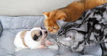 子犬を心配する猫達