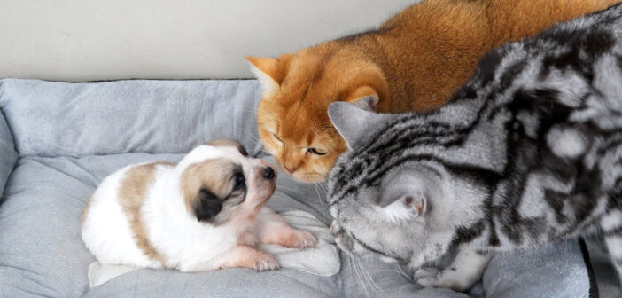 子犬を心配する猫達