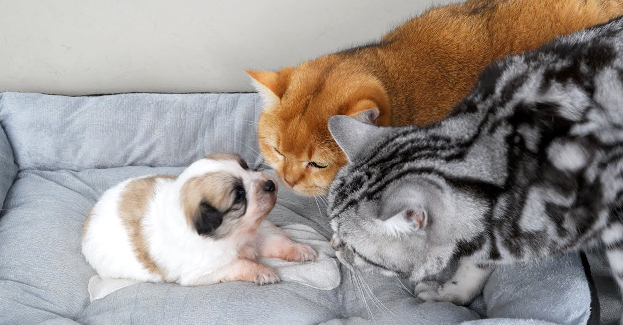 置き去りにされた子犬を慰める猫達。子犬が寂しさを感じないように、優しく寄り添う母猫と子猫達の姿にホッとする | エウレカ！