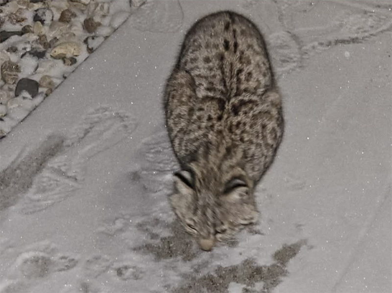 雪の夜に助けを求めてきた猫