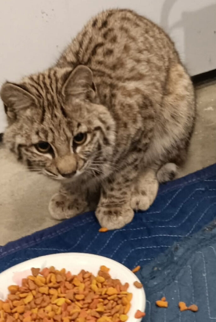 ご飯を食べる猫